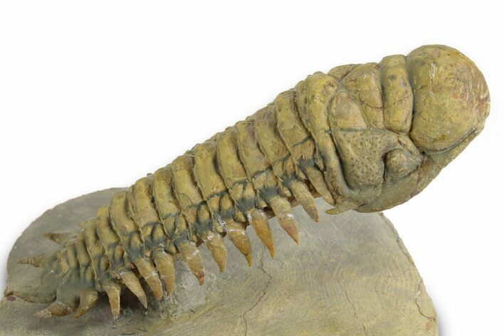 Flying Crotalocephalina Trilobite - Exposed Hypostome #359231